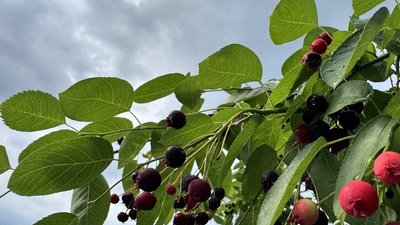 хмари, ягоди, небо