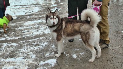 У Хмельницькому безкоштовно робили щеплення від сказу домашнім тваринам