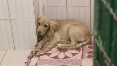 Забрати побитого спанієля з притулку у Харкові зголосилися близько 200 людей