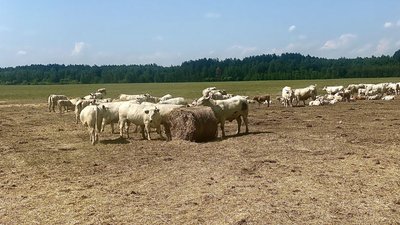На Житомирщину перевезли чотириста корів з Харківщини та Херсонщини На Житомирщину перевезли чотириста корів з Харківщини та Херсонщини