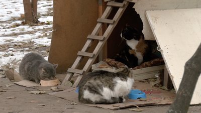Як піклуватись про безхатніх тварин взимку Як піклуватись про безхатніх тварин взимку