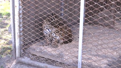 До вінницького зоопарку евакуювали хижаків з Одещини