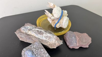 рештки давніх істот