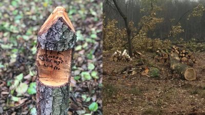 Незаконні рубки у нацпарку на Волині: що кажуть екологи і поліція Незаконні рубки у нацпарку на Волині: що кажуть екологи і поліція