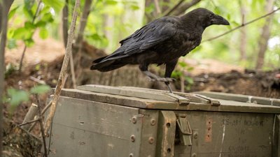 Позивний "Мавік": як тероборонівці Харківщини приручили ворона