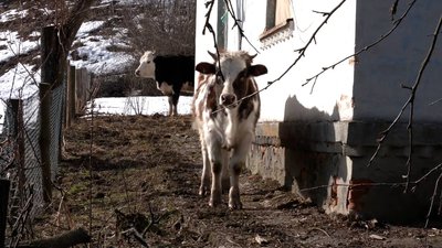 Корови біля хати Корови біля хати