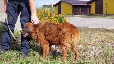 "Починає жити заново". Пес Крим, який вижив під час ракетного удару по Дніпру, вийшов на першу прогулянку
