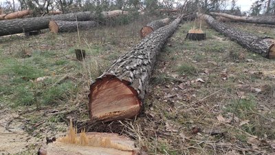 У Черкасах вирубують дерева. Що кажуть у міськраді У Черкасах вирубують дерева. Що кажуть у міськраді