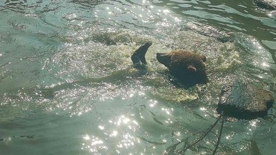 Від зимової сплячки у Луцькому зоопарку прокинулись ведмеді