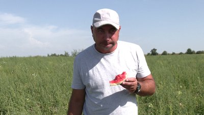 "На Рівненщині теж можна виростити гарний кавун", — агроном з Херсонщини "На Рівненщині теж можна виростити гарний кавун", — агроном з Херсонщини