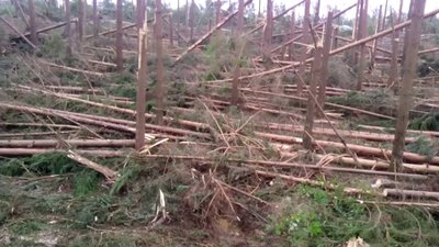 2 тисячі гектарів бурелому - наслідки негоди на Прикарпатті