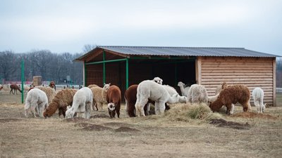 Альпаки