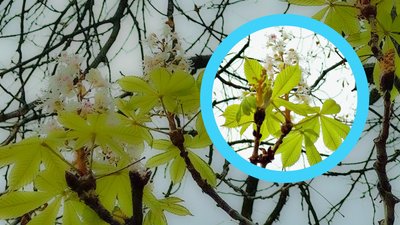 У Кропивницькому в жовтні розквітнув каштан