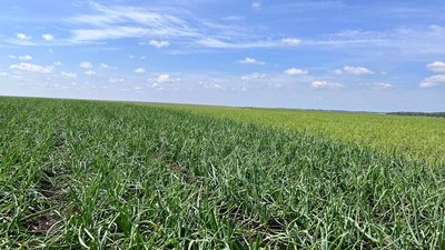 Посіви цибулі у сільськогосподарському товаристві в Байківцях Посіви цибулі у сільськогосподарському товаристві в Байківцях