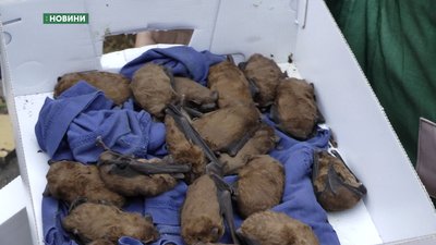 Два десятки кажанів житимуть у Миколаївському зоопарку
