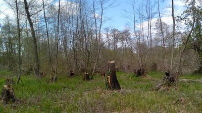 На Херсонщині незаконно вирубали дерева на суму понад 23 млн. гривень