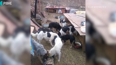 "Я впала на коліна і кричала: за що?": у Рівному спалили собаче поселення "Я впала на коліна і кричала: за що?": у Рівному спалили собаче поселення