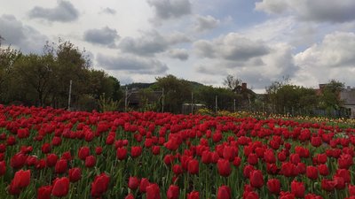 Тюльпани, які вирощує кременчанка, Тернопіль, 22 квітня, 2024 Тюльпани, які вирощує кременчанка, Тернопіль, 22 квітня, 2024