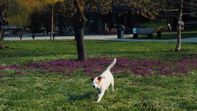 Погода, міське озеро, собака, Франківськ