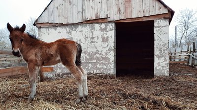 На Рівненщині шукають коней поліської породи. Хто та чому це робить На Рівненщині шукають коней поліської породи. Хто та чому це робить