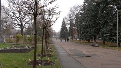 Горщики від катальп використають повторно, дерева висадили на алеї у Чернігові