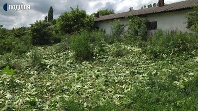 Комунальники скошують рослину 3-4 рази до кінця літа. Фото: Суспільне Комунальники скошують рослину 3-4 рази до кінця літа. Фото: Суспільне