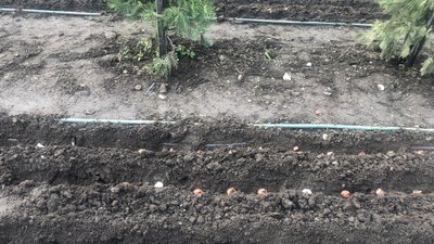 13 тисяч цибулин тюльпанів висадили в Мукачеві на честь загиблого військового Романа Жука 13 тисяч цибулин тюльпанів висадили в Мукачеві на честь загиблого військового Романа Жука