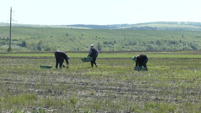 сезон спаржі сезон спаржі
