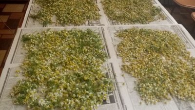 Збір трав на чаї військовим оголосили в громаді Хмельниччини