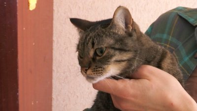Котів передали автобусом Котів передали автобусом