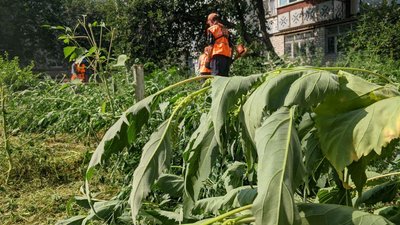 Мотокосами та лопатами: у Миколаєві борються з рослинами, які викликають алергічні реакції Мотокосами та лопатами: у Миколаєві борються з рослинами, які викликають алергічні реакції