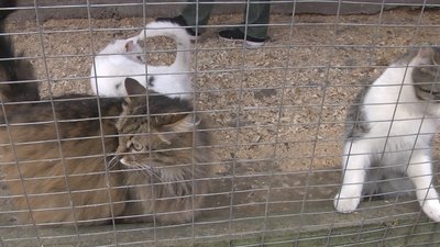 260 собак підприємства "Ласка" у Луцьку чекають господарів 260 собак підприємства "Ласка" у Луцьку чекають господарів