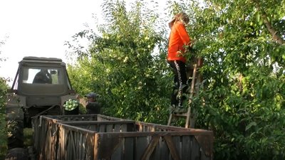 Врожанність яблук на Херсонщині знизилась вдвічі: скільки коштуватимуть Врожанність яблук на Херсонщині знизилась вдвічі: скільки коштуватимуть