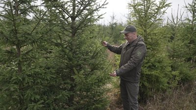 Ялинки у лісництві на Вінниччині