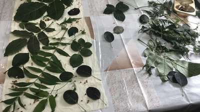 Вінничанка розфарбовує одяг травою та листям Вінничанка розфарбовує одяг травою та листям