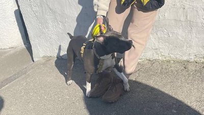 У Києві поліцейські склали 2 протоколи на власниць собак, які вигулювали їх без намордника