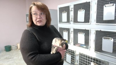 Як у луцькій "Ласці" стерилізують і вакцинують тварин