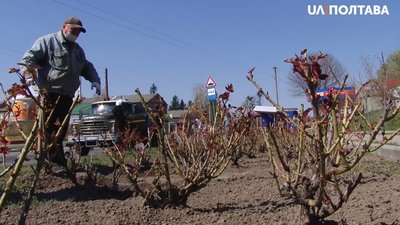 1000 троянд висадили у селищі на Полтавщині 1000 троянд висадили у селищі на Полтавщині