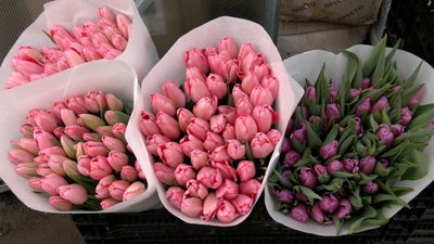 Як родина на Черкащині вирощує тюльпани Як родина на Черкащині вирощує тюльпани