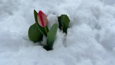 Засніжений тюльпан Засніжений тюльпан