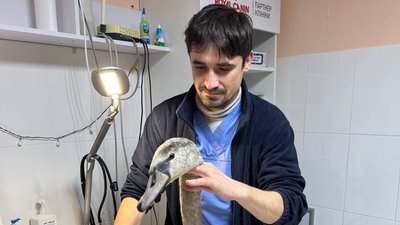 Врятували лебедя на Полтавщині