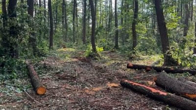 незаконна вирубка дерев у Ковельському районі