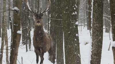 Є червонокнижні зубри та коти: у лісах Вінниччини порахували тварин