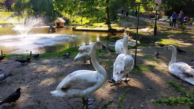 У Львові на озеро у Стрийському парку повернулися лебеді