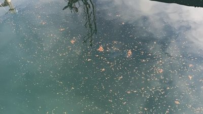 АМПУ приховали факт розливу нафтопродуктів в порту на Одещині — Держекоінспекція АМПУ приховали факт розливу нафтопродуктів в порту на Одещині — Держекоінспекція