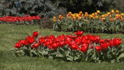 Харків'янам пропонують обрати назву для нового сорту тюльпану Харків'янам пропонують обрати назву для нового сорту тюльпану