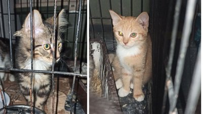 У Черкасах шукають родини для евакуйованих котів