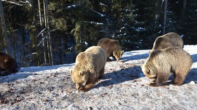 На Закарпатті бурі ведмеді прокидаються після зимової сплячки На Закарпатті бурі ведмеді прокидаються після зимової сплячки
