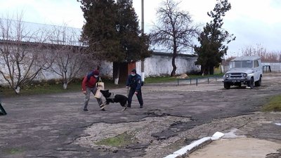 Службові собаки. У Миколаєві шість чотирилапих охоронців допомагають охороняти порядок Службові собаки. У Миколаєві шість чотирилапих охоронців допомагають охороняти порядок