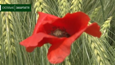 Поле маків цвіте біля Ужгорода на Закарпатті Поле маків цвіте біля Ужгорода на Закарпатті